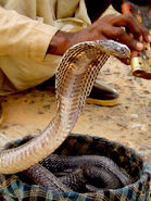 A snake-charmer