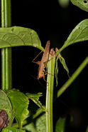 Bug in the jungle, Kinabatangan river, Sabah, Malaysia