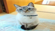 An image of a cat that appears when you click "My Cat" in the special thanks.