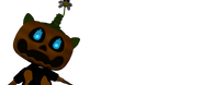 Pumpkin Ortensia after leaving CAM 1, with blue eyes.