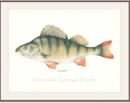 An unused texture of a fish painting.