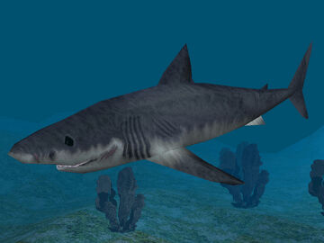 Great white shark | Treasures of the Deep Wiki | Fandom