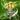 ICO Gung Ho