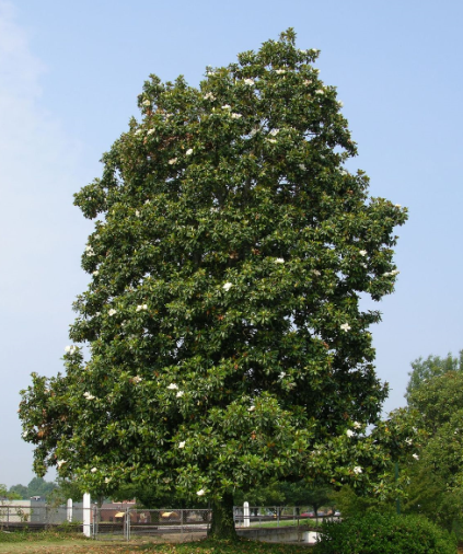 young leaves of magnolia trees