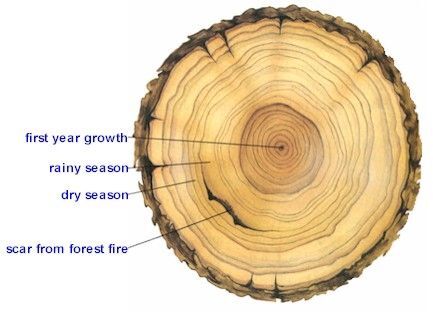 Dendrochronology (Tree Ring Dating) - YouTube