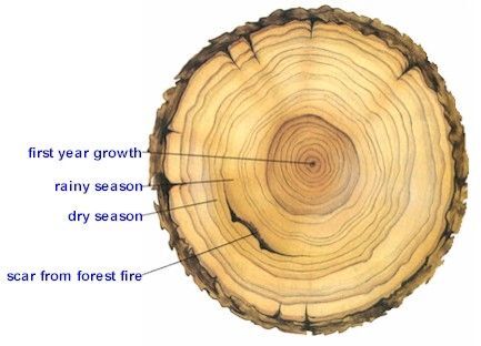 Counting Tree Rings - Forestry Department - University of Minnesota - –  Ephemera Obscura Collection