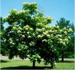 Southern Catalpa Trees Of Texas Wikia Fandom