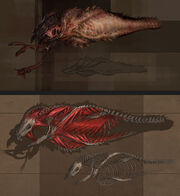African Graboid (34).jpg