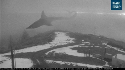 Fog Shark | Trevor Henderson Fanmade Wiki | Fandom