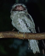 Owlthing4.jpg (156 KB) Another sighting, closed-up.
