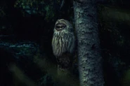 Owls3.jpg (86 KB) Another photograph of a Smiling Owl.
