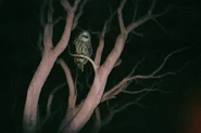 Owlthing1.jpg (49 KB) The first photograph of a Smiling Owl.