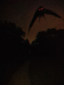 Mothman.jpg