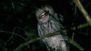 Owls4.jpg (21 KB) An additional photograph of a Smiling Owl, provided alongside the previous one in the gallery.