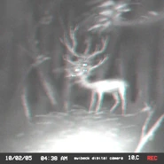 The first image of the creature, brightened and enhanced.
