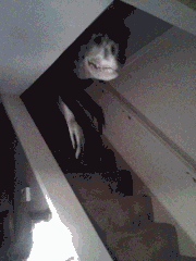 16.gif