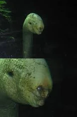 First Image