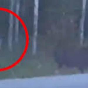 Country Road Creature Trevor Henderson Wiki Fandom Play along in a heartbeat. country road creature trevor