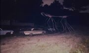 The stick bug.jpg