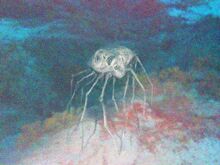 Ocean spider.jpg