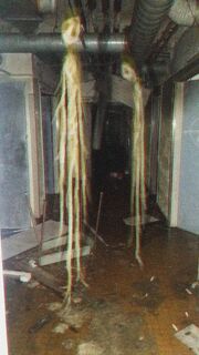 Root Figures High definition.jpg
