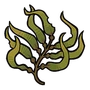 Kelp
