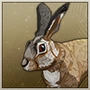 Hare