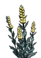 Mullein Plant