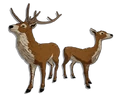 Amber Deer