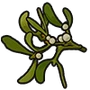 Mistletoe