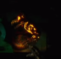 CornMazeBeta3.png