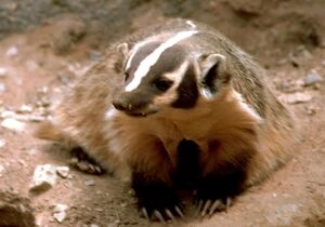 Badger-animal-meles-meles