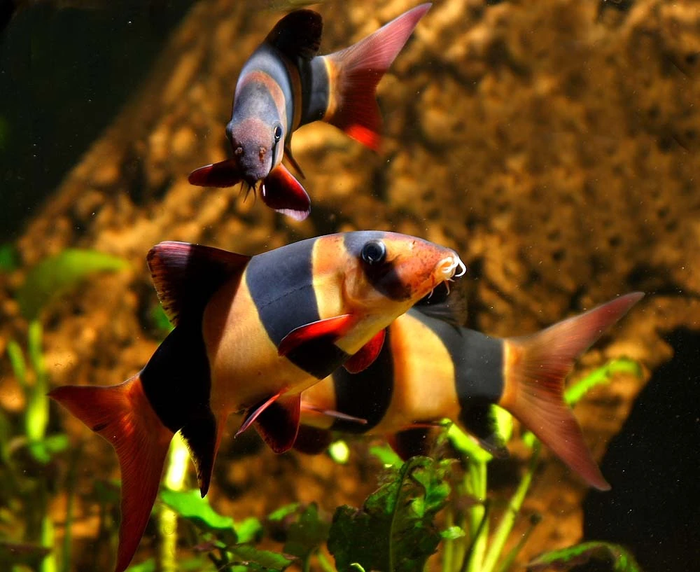Clown Loach | Tropical fish Wiki | Fandom