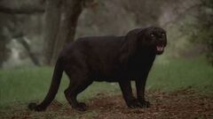 Werepanther