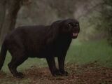 Werepanther