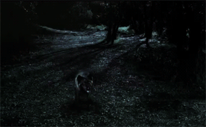 CooterShiffting.gif