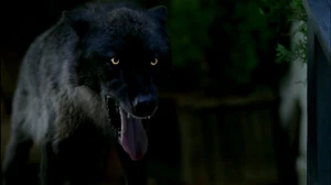 Werewolffinale