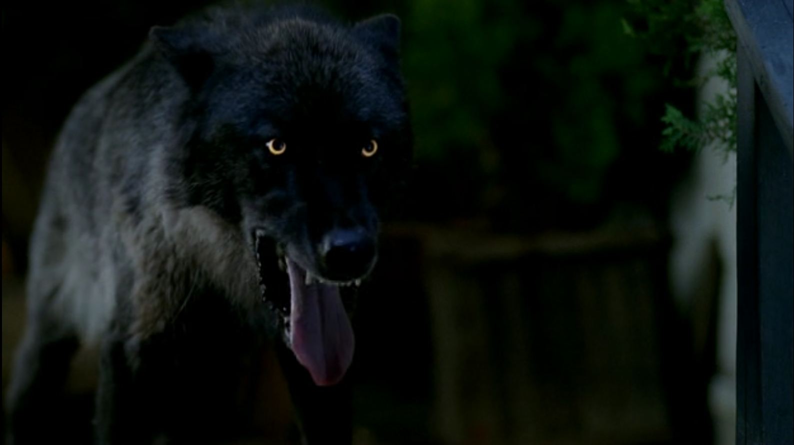 werewolf vs werepanther