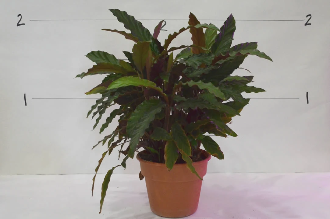 Furry Feather Calathea | TSJPFEW Wikia | Fandom