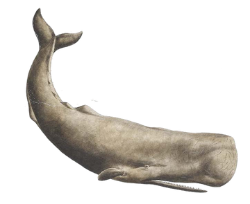 THE SPERM WHALE 5.9 フィン有 スパムホエール