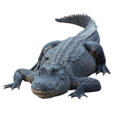 Grey alligator top