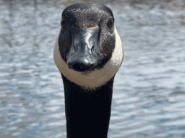 "goose-geese.gif"
