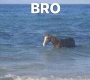 "BRO_HORSE.jpg"