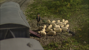 Farmer McColl's sheep in the eighth series