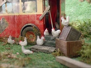Bulgy's Hens