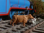 Bluebell and her Calf