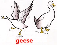 Geese
