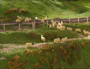 Sheep in the fourth series