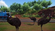 Emus