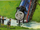 Animals (RWS)